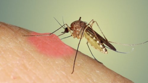 İndi də ağcaqanadlar virus yayır?