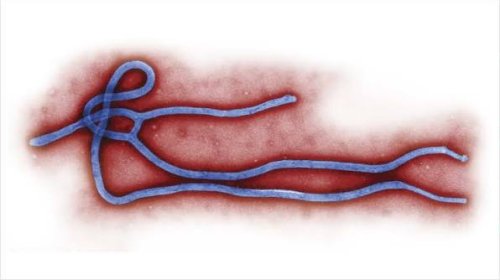 Ebola virusu pandemiyaya səbəb ola bilər?