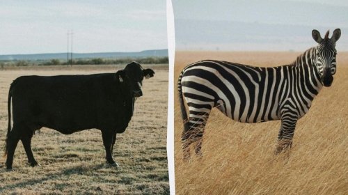 Alimlər inəkləri zebra kimi rəngləyərək milçəklərdən qorumağa çalışdı - Təcrübənin nəticələri