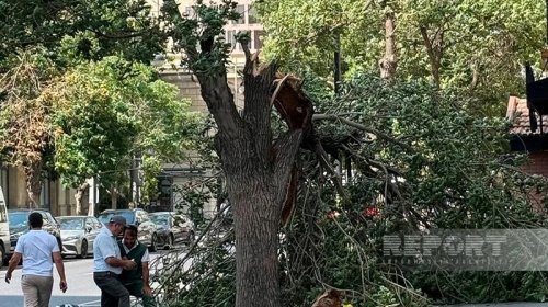 Bakıda güclü külək 14 ağacı aşırıb, 41 budağı sındırıb