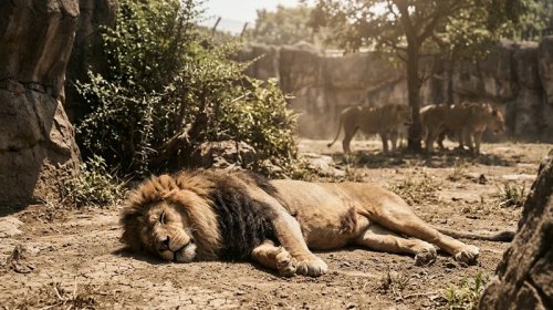 Həddindən artıq istilər zooparkları da vurdu: 3 şir öldü