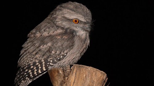 Narazı görkəmi var və kamuflyaj ustasıdır - Qəribə quş