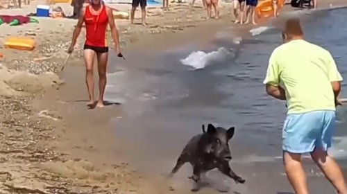 Fransanın çimərlikləri vəhşi qabanlar bürüdü: Turistlərə xəbərdarlıq edildi