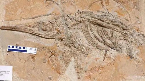 Alimlər qədim canlıya aid fosili onun yaşadığı yerdən 9 min km uzaqda tapdı