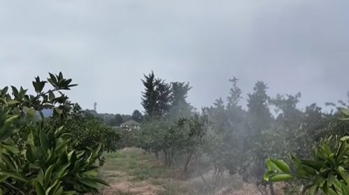 Bağlarda təhlükəli vəziyyət: Fermerlər çıxış yolu axtarırlar - VİDEO