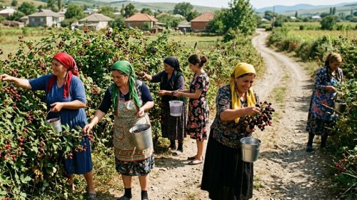 Meşənin neməti, yoxsa qanun pozuntusu?