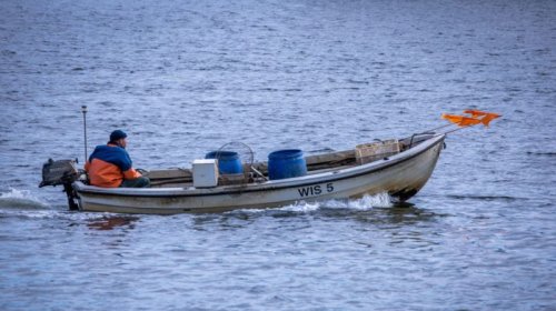 Ekoloji fəlakət: Baltik dənizində balıq ehtiyatları tükənir