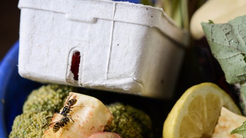 Alimlər plastik butulkaları filtrlər üçün qiymətli kömürə çevirdi