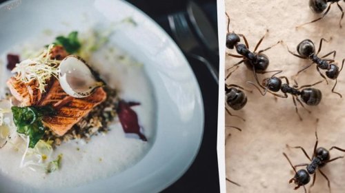 İki Michelin ulduzlu restoran 49 min qarışqanı desertlərdə istifadə etdi, vərimələndi