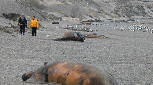 Argentinada yüzlərlə balina balası müəmmalı infeksiyadan tələf oldu