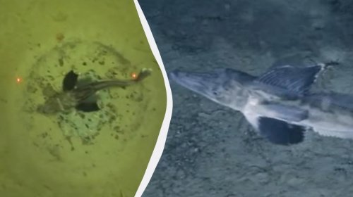 Antarktidanın buzları altında 60 milyon balıq yuvası aşkarlandı - VİDEO