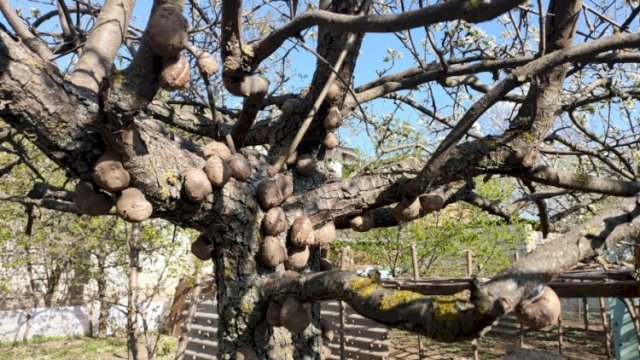 Şamaxıda kilosu 6 min manata satılan ilbiz kürüsü (Fotolar)