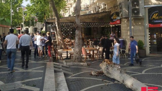 Bakının Fəvvarələr meydanında külək ağacı aşırdı (FOTO)