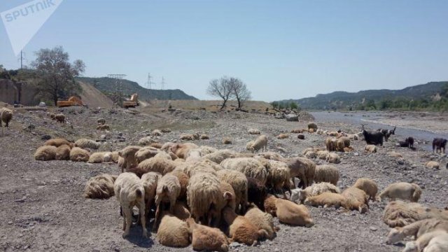 Qəbələdə kiçik çoban sürüsü ilə birgə gildən xilas edildi - FOTO