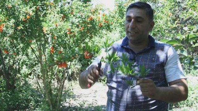 Azərbaycanda ilk “Hind narı”nı yetişdirən ailə - VİDEO