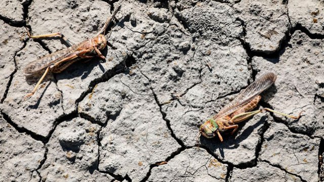 Nazirlikdən ölkəyə çəyirtkə axınıylai bağlı məlumat - FOTO