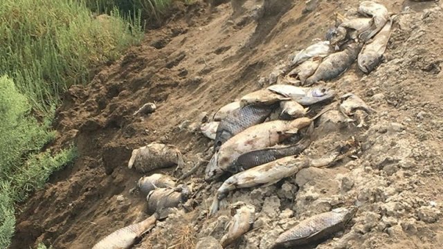 Neftçalalı sahibkar 50 min manatadək ziyanda – Şikayətinə baxılmır (VİDEO)