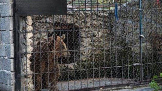 Azərbaycanda restoranda vəhşi heyvanlar saxlayan sahibkardan açıqlama - FOTO/VİDEO