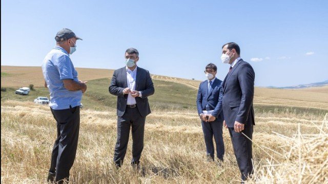 Nazir Şamaxıda taxıl biçinində - FOTO