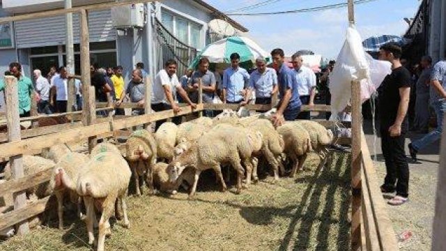 Saytdan sifariş edilən qoyunun qiyməti nə qədərdir? - QİYMƏTLƏR