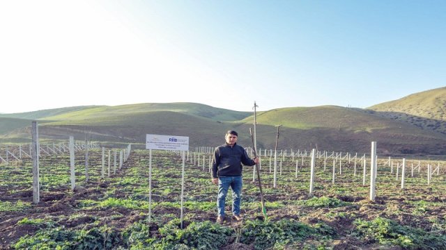 Bu il daha 250 aztəminatlı ailə üçün bağ salınacaqxa0xa0