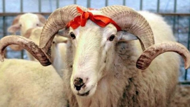 Qurbanlıq ət neçəyə satılır? - RƏQƏMLƏR