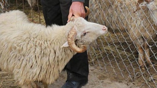 Qanunsuz ət kəsimiylə məşğul olanlar saxlanıldı