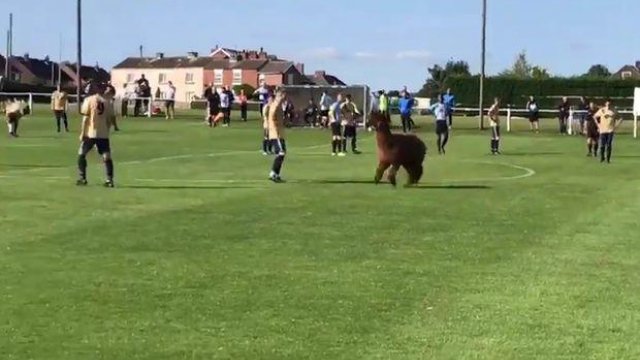 Futbol tarixində ilk: Stadiona alpaka girdi - VİDEO