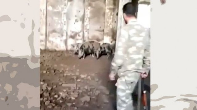 Ermənilərdən iyrənc əməl: Məscidi donuz fermasına çeviriblər - VİDEO