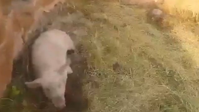 Ermənilər Qubadlıdakı məsciddə də donuz saxlayıb - VİDEO