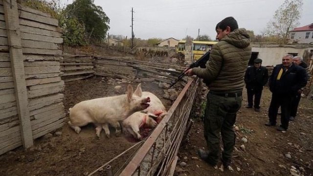 Laçını tərk edən ermənilər apara bilmədikləri heyvanları öldürürlər - FOTO