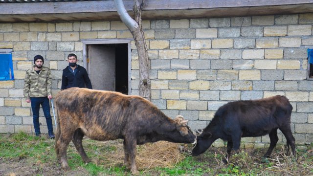 Şəhid və qazi ailələri üçün təsərrüfatlar yaradıldı - FOTO