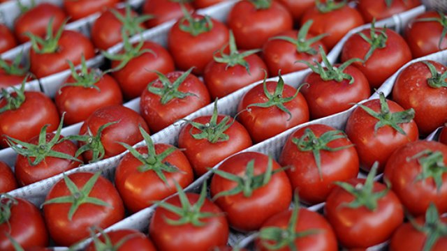 “Rosselxoznadzor” Azərbaycanın daha 4 istehsalçısından pomidor idxalına icazə verdi