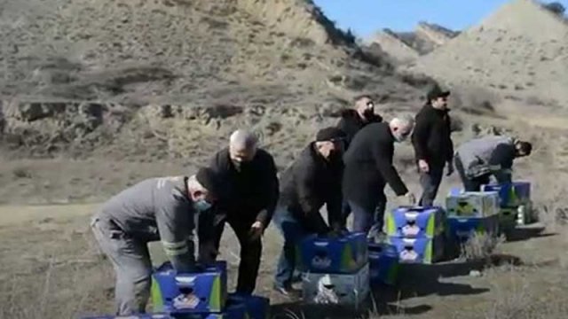 250 baş qırqovul vəhşi təbiətə buraxıldı - VİDEO