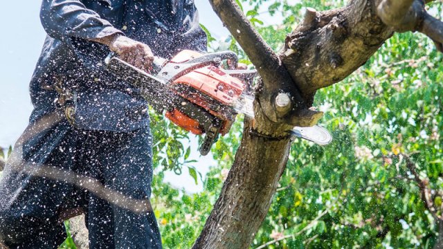 Bakıda qanunsuz ağac kəsməyə görə cinayət işi başlanıldı
