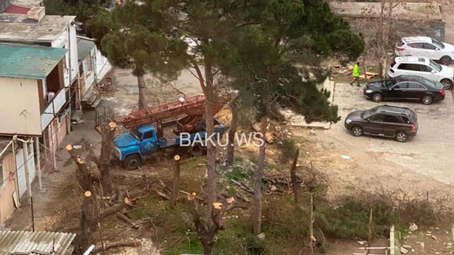 Sakinlərin ağac kəsilməsi iddiasına Nazirlikdən AÇIQLAMA (VİDEO)
