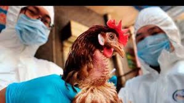 Quş qripi ilə əlaqədar Azərbaycan daha iki ölkəyə qadağa qoydu