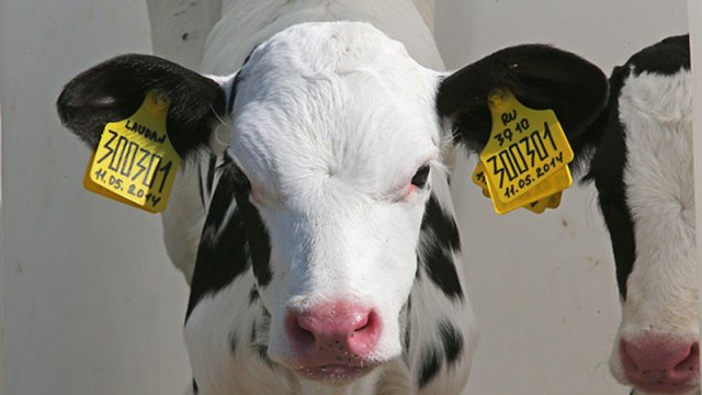 Özbəkistanda qeyri-adi hadisə: \