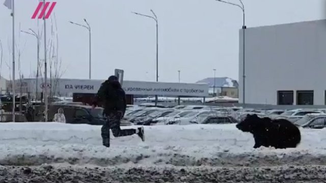 Azərbaycanlı biznesmenin ayısı Sibirdə yoldan keçənlərə hücum etdi - VİDEO