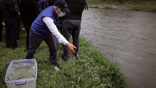 Qubadlıda çaylara farel balıqları buraxıldı