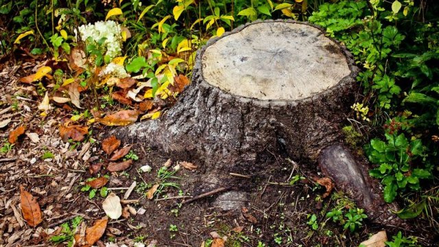 Sumqayıtdakı ağac qalmaqalına aydınlıq gətirildi - FOTO