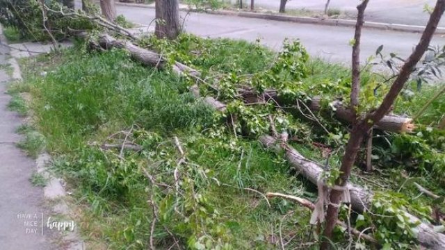 Bakıda külək ağacları aşırdı - FOTO