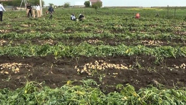 Cəlilabadda şaxtalı hava təsərrüfata ziyan vurub