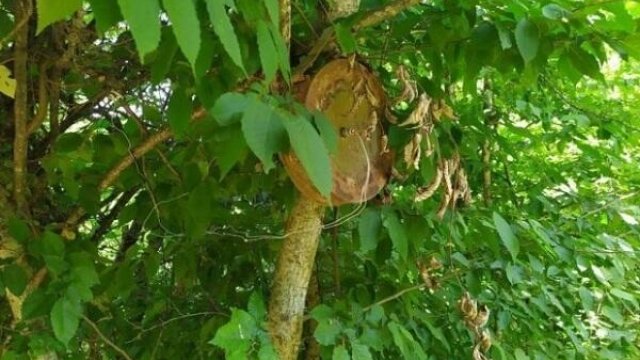 ANAMA-dan ermənilərin ağacları minalamasına - Reaksiya