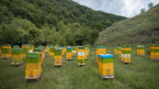 Kəlbəcər yaylaqlarına daha 2500 arı ailəsinin köçürülməsinə başlanıldı - FOTOLAR