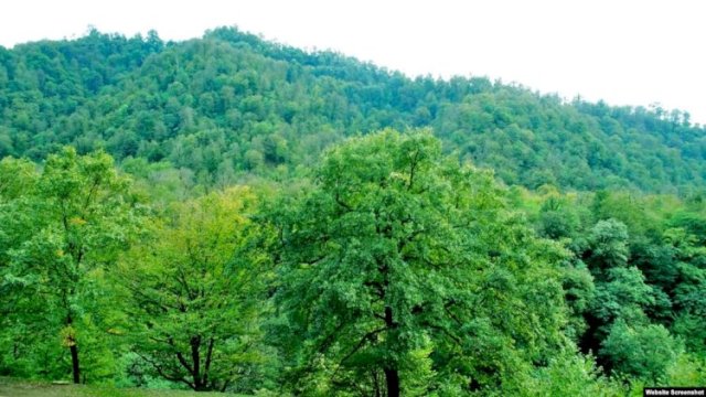 Meşələrin mühafizəsi polisə tapşırılır? - Nazir müavinindənxa0açıqlama