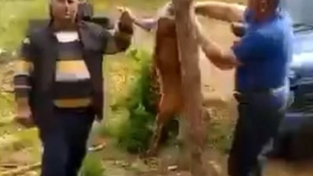 Laçında iki nəfər cüyür ovlayıb, kef məclisi təşkil etdi -VİDEO