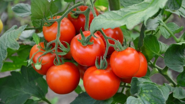 Pomidor böhranı yenidən başladı