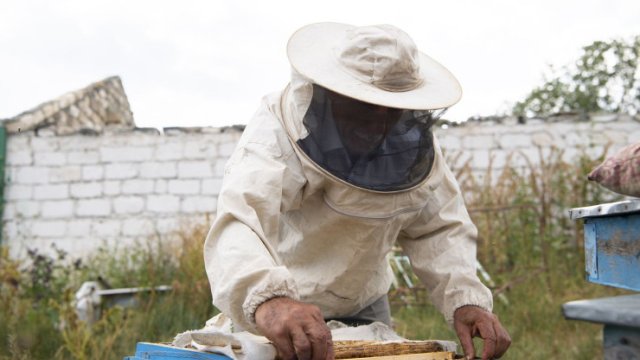 Kəlbəcərdən sonra Laçın yaylaqlarına da arıçılıq təsərrüfatları köçürüldü - FOTO