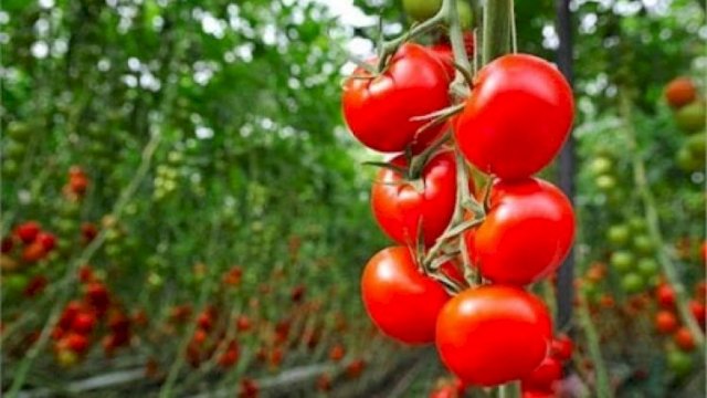 Azərbaycanın daha 34 müəssisəsinə Rusiyaya pomidor ixracına İCAZƏ VERİLDİ